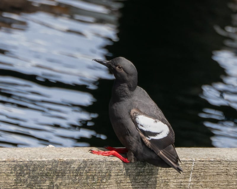 20250610-SJI2-903-Edit.jpg 20250610-SJI2-903-Edit.jpg