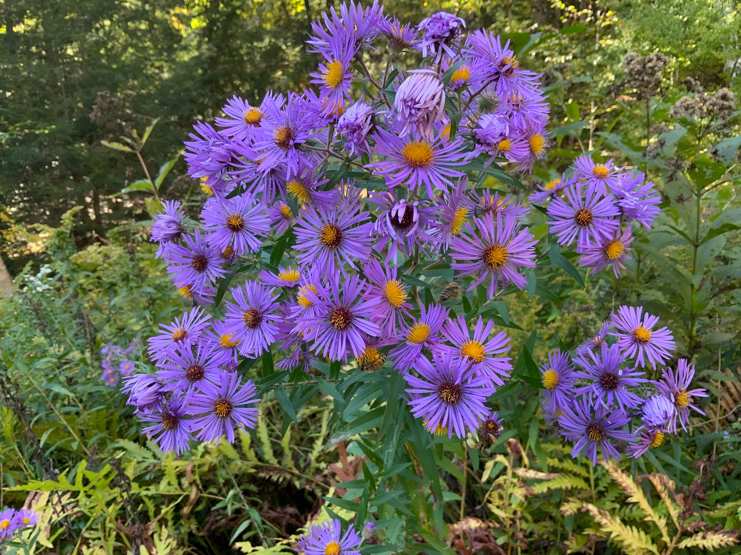 Asters or Michaelmas Daisies - by Jeffrey Farrell