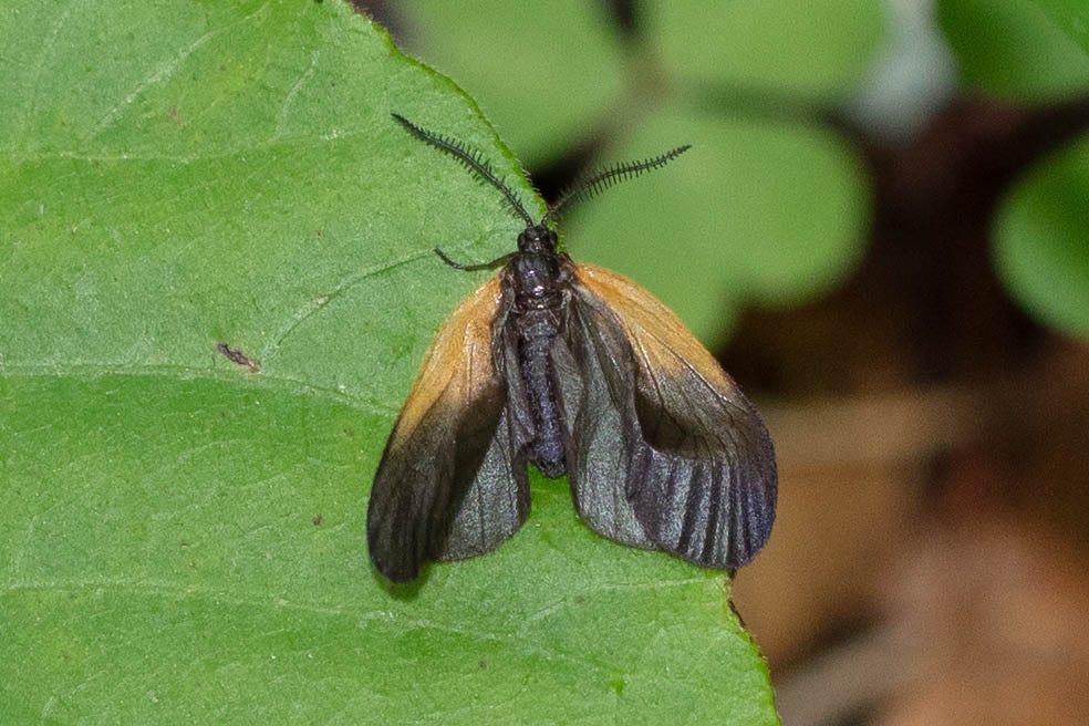 A black moth with black antennae and mostly black wings, resting on a green leaf. The moth's wings have large, bright patches of orange near where they meet the moth's body.