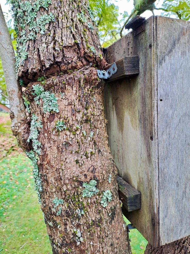 accidental ring-barking from incorrect installation of a nest box accidental ring-barking from incorrect installation of a nest box