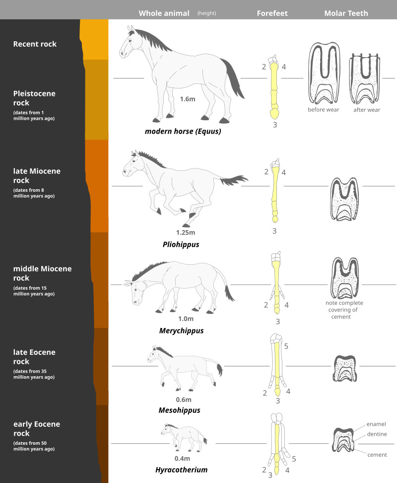a chart showing the increase in size of horses, and evolution of their teeth and legs, over geological time a chart showing the increase in size of horses, and evolution of their teeth and legs, over geological time
