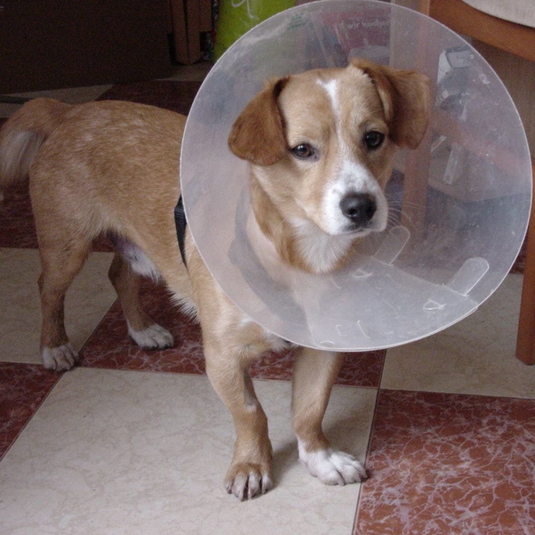 May be an image of dog