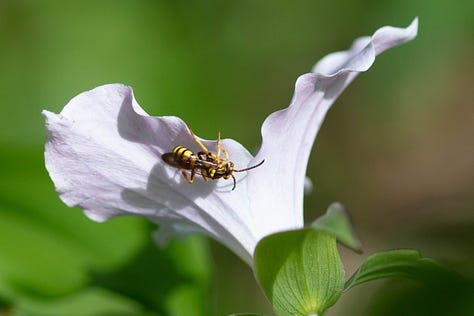 5 photos of great white trillium, a flower with three big petals, usually white, though in the fifth photo the petals have wide pink stripes. One photo is a closeup of a side view of a flower with a large bee on it (probably a nomad bee.) The bee has a long abdomen striped with yellow and black, yellow legs, and black wings and antennae.