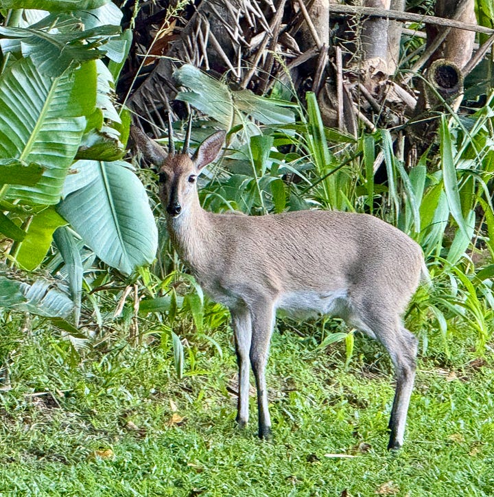 Duiker, Nyala, and Bushbuck