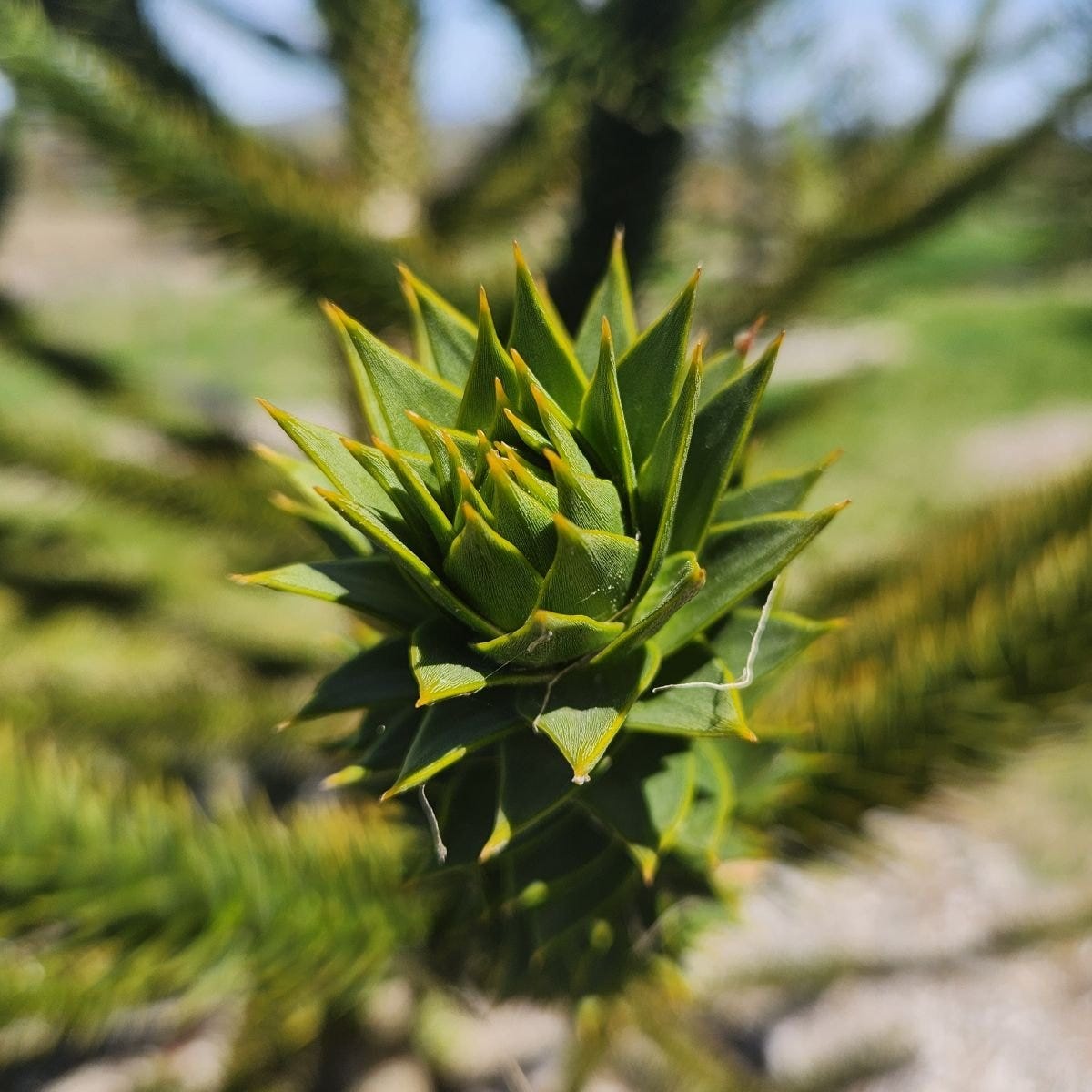 Up close of 	Araucaria araucana  foliage