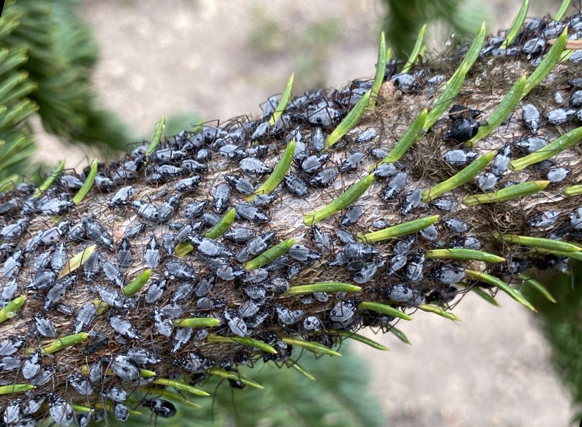A conifer branch covered with dark, waxy-coated aphids A conifer branch covered with dark, waxy-coated aphids