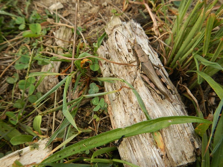 Critters you won't see if you spray