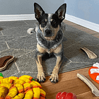 Our cattle dog’s favorite types of meal enrichment
