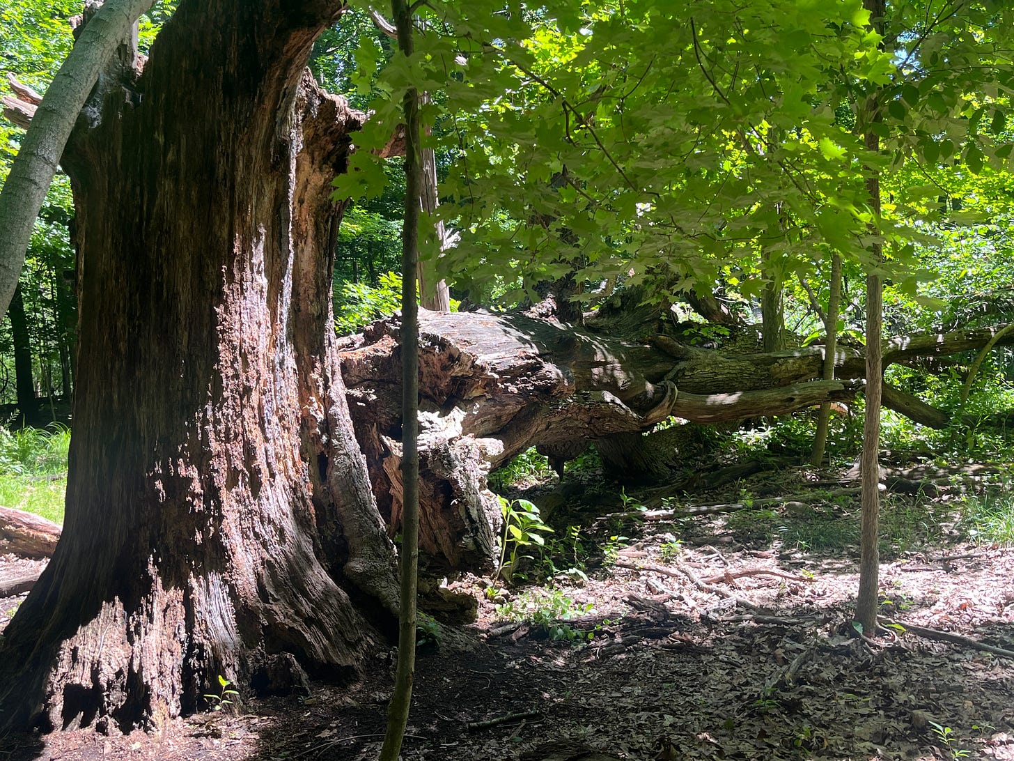 A very large tree trunk of a falledn tree with what appears to be at least two other trees growing out of it.