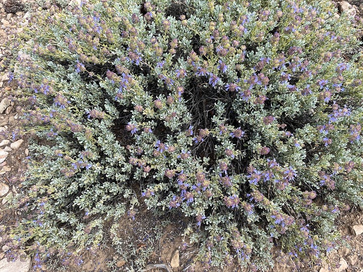 Four photos from our trip to the Ancient Bristlecone Pine Forest, depicting twisted pines, amazing view, and flowers.