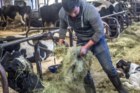 Carlos at work, tending to cows in Vermont.
