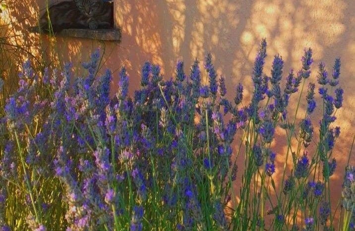 Contém: fiori,natura aesthetic