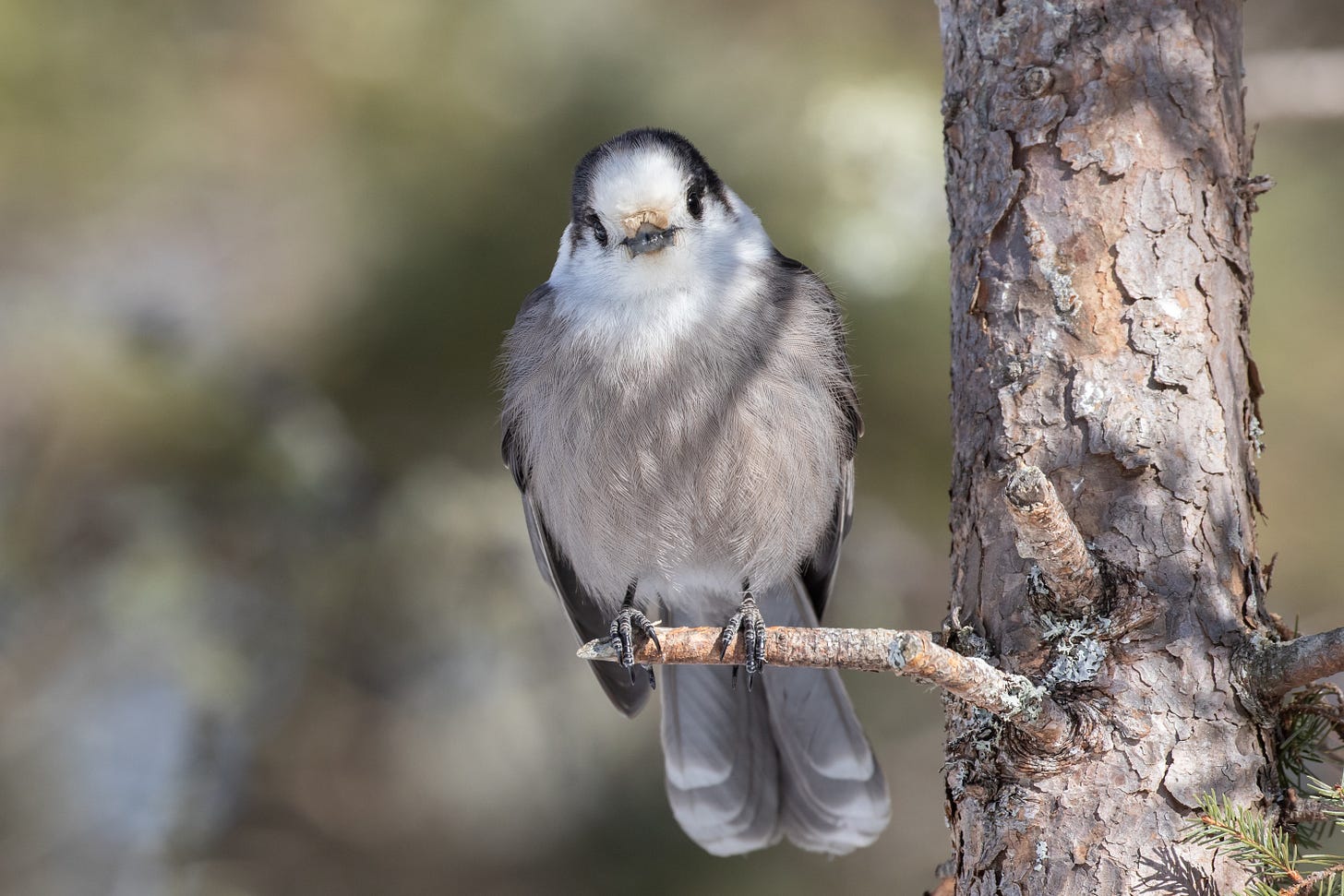 a fluffy gray bodied, white headed bird with a black band that looks like headphones. it has black eyes and a small black beak. this one is perched on a small stick jutting from a spruce tree and is looking directly at the viewer.