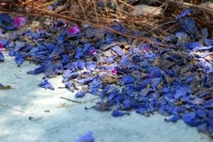 Jacaranda tree in bloom; a common sight in Southern California. (Sundry Photography/iStock/Getty)