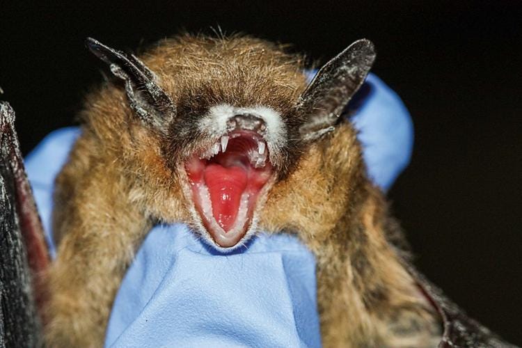 When bats suffer from white nose syndrome, people suffer, too