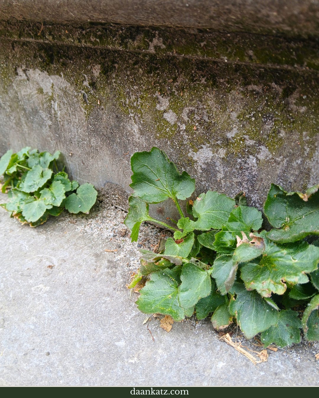 Green weeds growing from cracks in a concrete pavement next to a weathered, mossy wall.