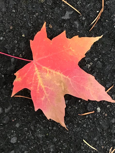 Forests, trees, and colorful leaves