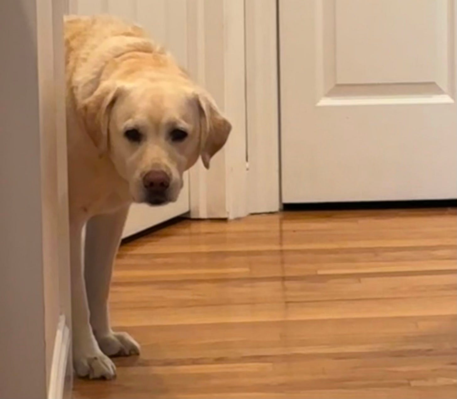 A yellow Labrador retriever peeks her head around a corner. 