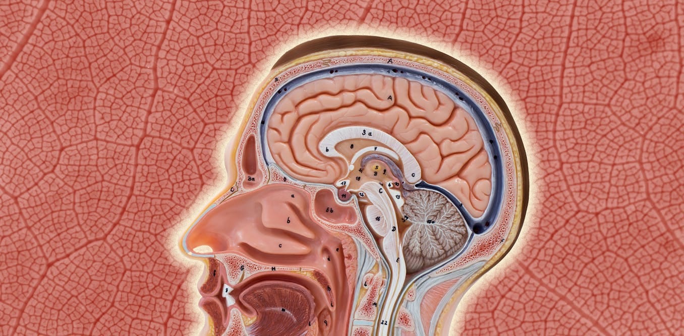 Our blood-brain barrier stops bugs and toxins getting to our brain. Here's  how it works