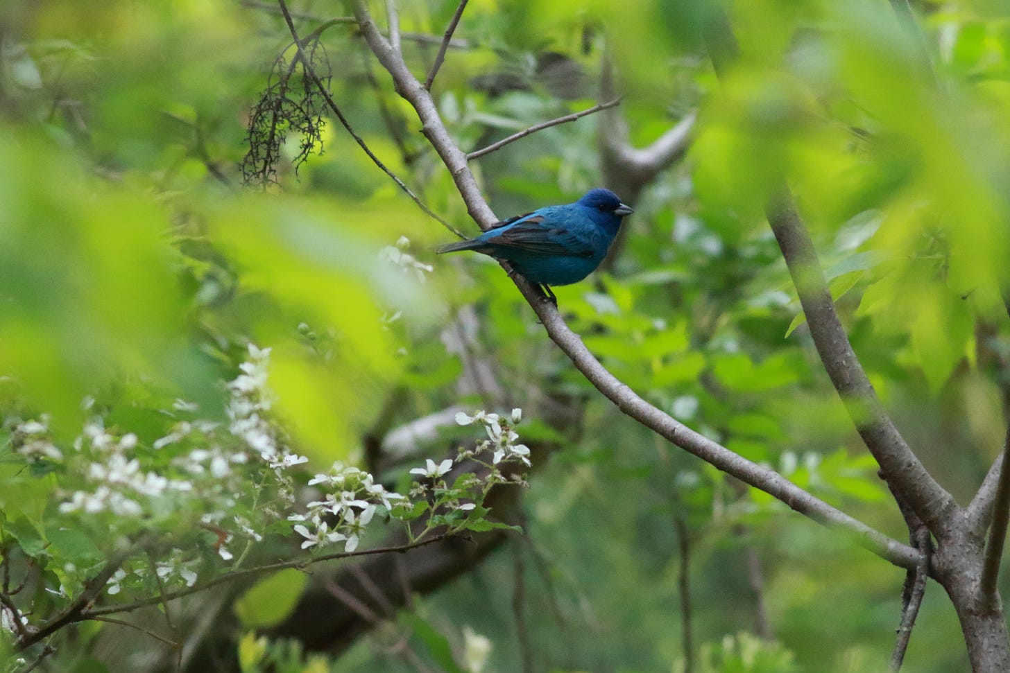 Indigo bunting perched on a thin, curved tree branch in the photo's midground. Bright green, soft focus tree leaves in the foreground and background frame both branch and bird. The bird is a vivid blue with a short, stout, graphite-gray conical bill. Towards the bottom left of the frame, a white-flowering wild blackberry branch stretches across and slightly up towards the center of the photo. Indigo bunting perched on a thin, curved tree branch in the photo's midground. Bright green, soft focus tree leaves in the foreground and background frame both branch and bird. The bird is a vivid blue with a short, stout, graphite-gray conical bill. Towards the bottom left of the frame, a white-flowering wild blackberry branch stretches across and slightly up towards the center of the photo.