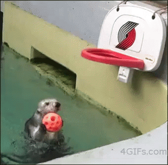 Otter Dunk GIF - Basketball Otter Pool GIFs Otter Dunk GIF - Basketball Otter Pool GIFs