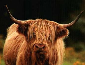 [highlandcow.jpg]