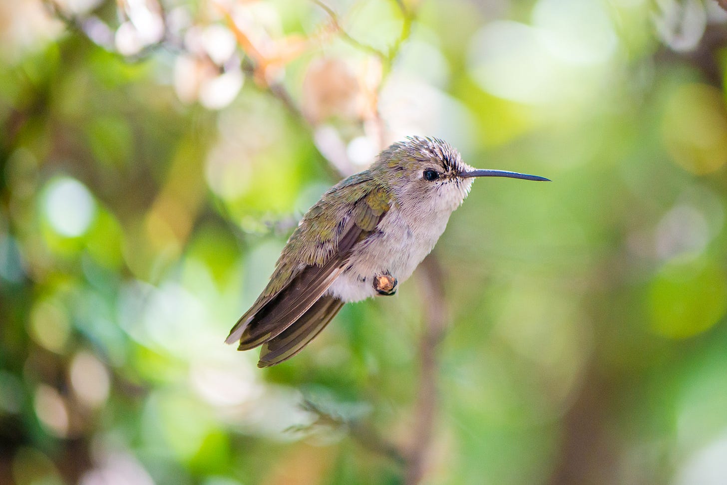 Close up of a young hummingbird standing on a branch.