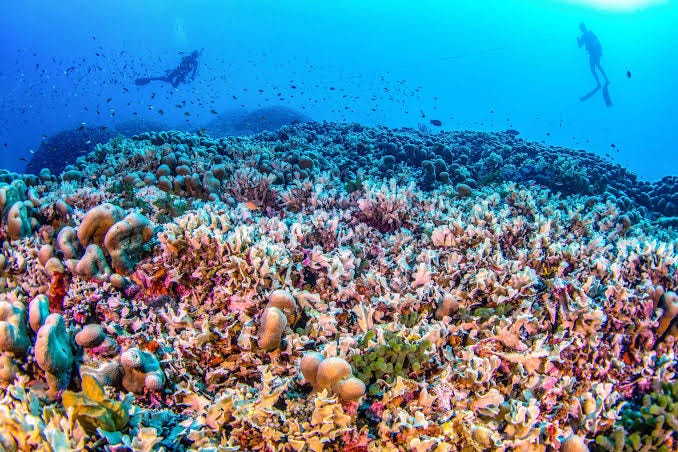 Vanuatu's coral reefs show fragile recovery after cyclones and quakes | Young Post Club Vanuatu's coral reefs show fragile recovery after cyclones and quakes | Young Post Club
