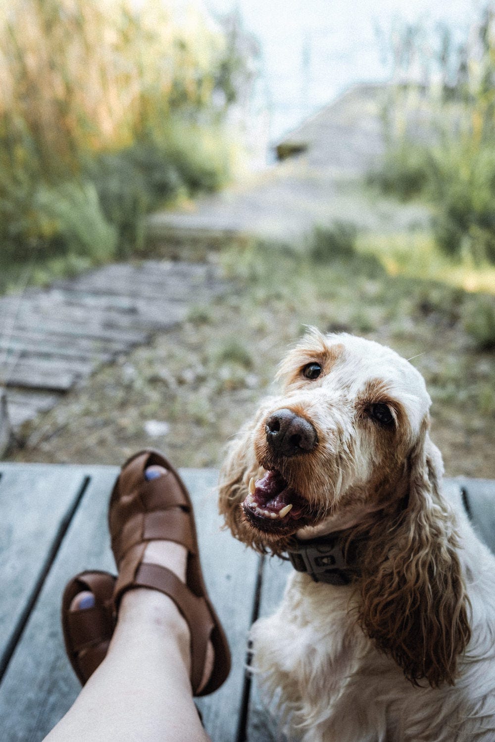finnish summer cottage with a dog