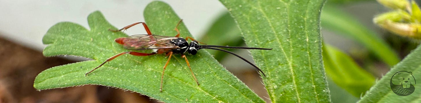 Photo of a parasitoid wasp on green leaf, by Amanda Ross