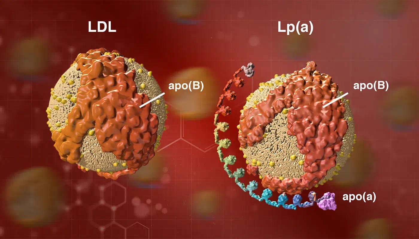 8 Things to Know About Lipoprotein(a) | Amgen