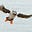 Mr. Stud Puffin's avatar