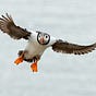 Mr. Stud Puffin's avatar
