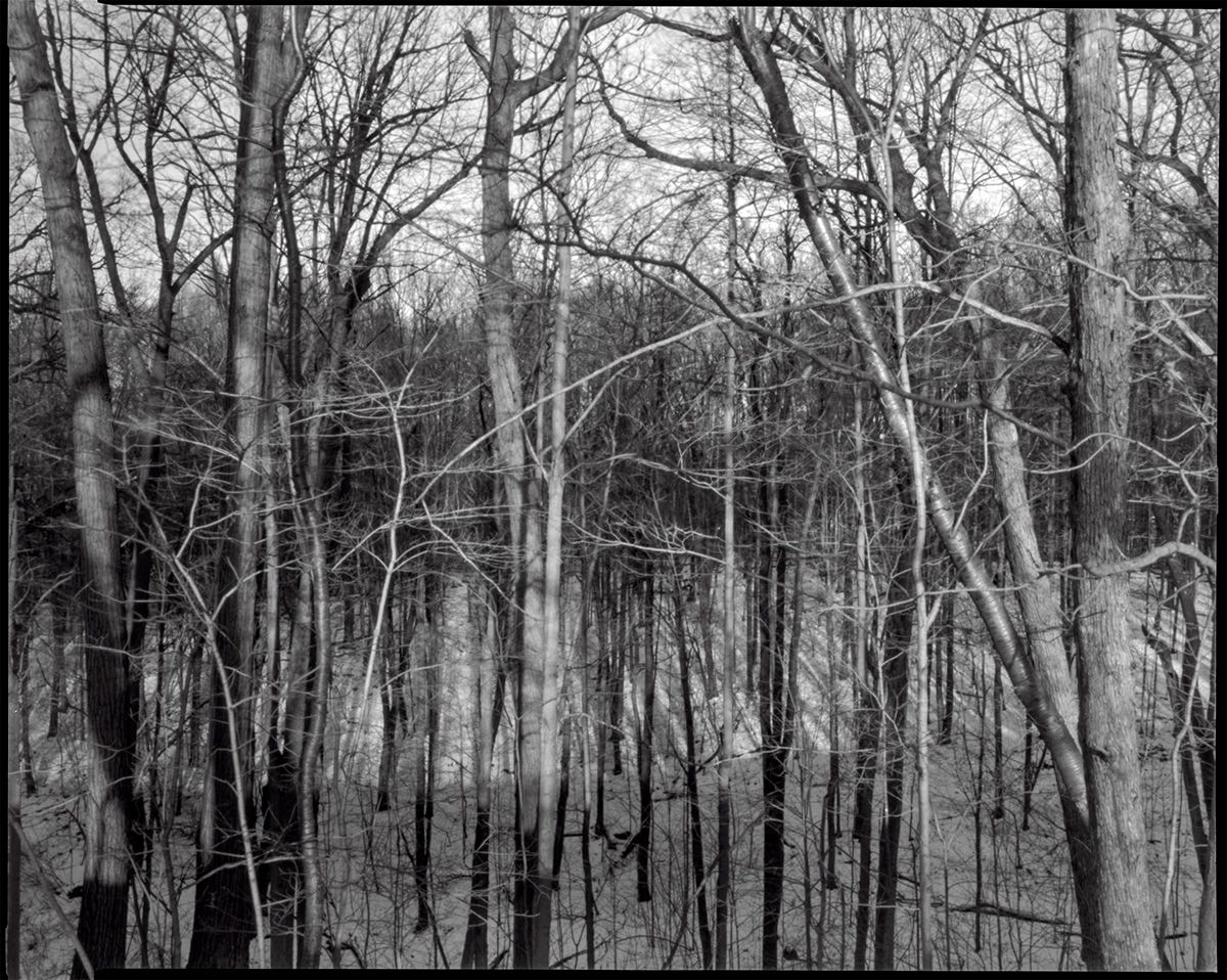 A black and white photograph of a dense winter forest. Leafless trees stretch upward, their bare branches intertwining to form a complex lattice. Shadows from the trunks and limbs create contrast against the snow-covered ground, while layers of trees fade into the background, giving a sense of depth and quiet stillness.
