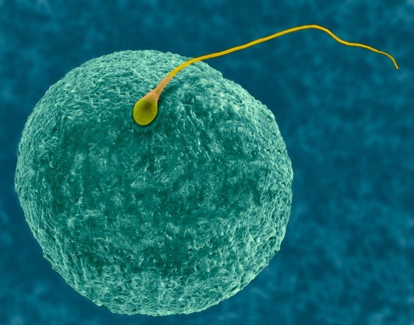 Human egg and sperm Human egg and sperm
