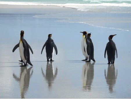 Penguins