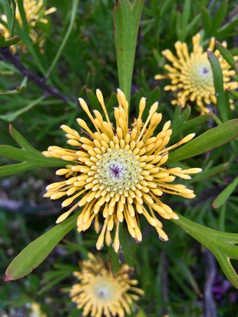 flowers at Blue Mountains Wildplant Rescue flowers at Blue Mountains Wildplant Rescue