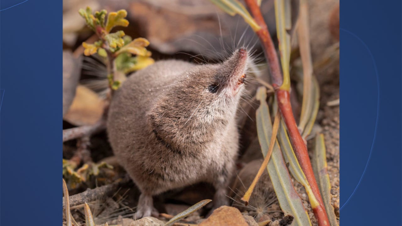 lyell shrew california_natural.png