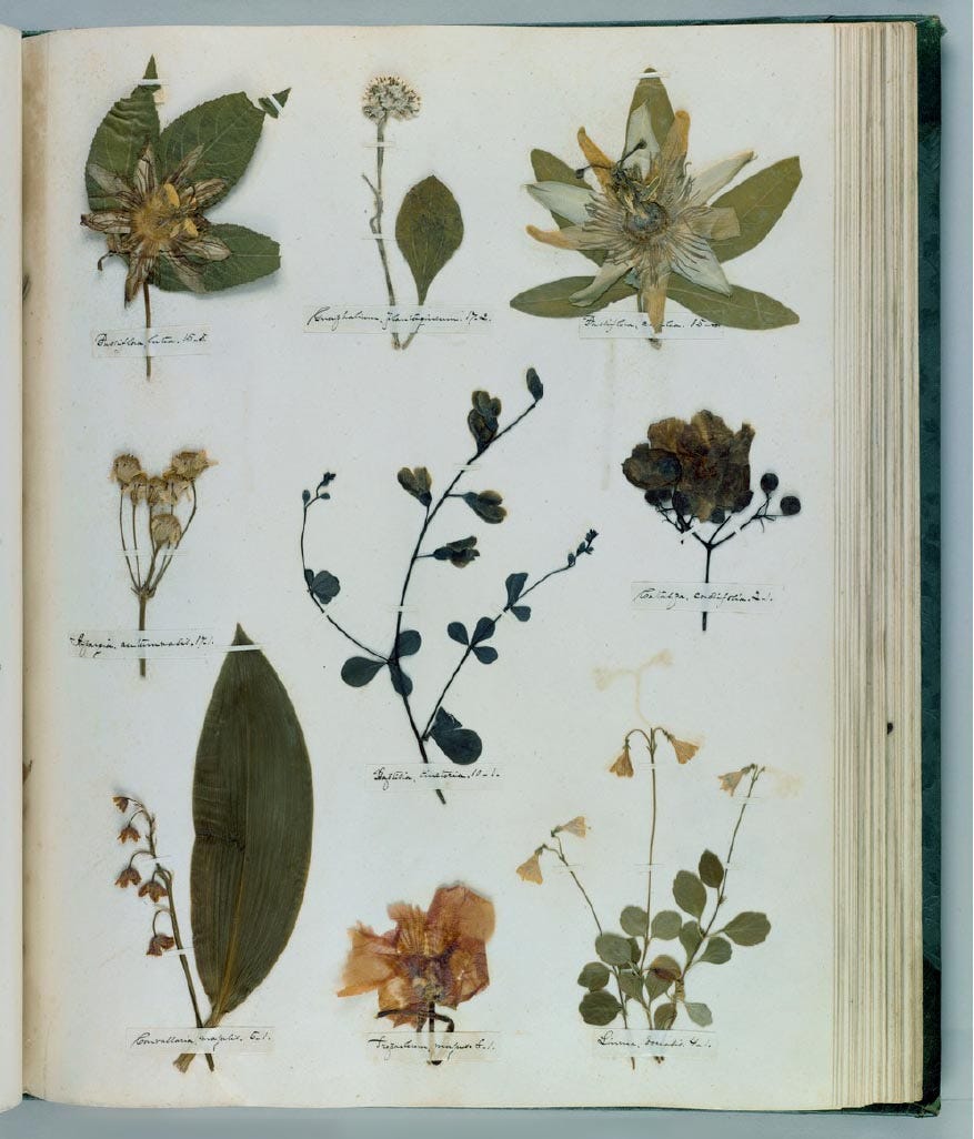 Emily Dickinson's plant collection herbarium Emily Dickinson's plant collection herbarium