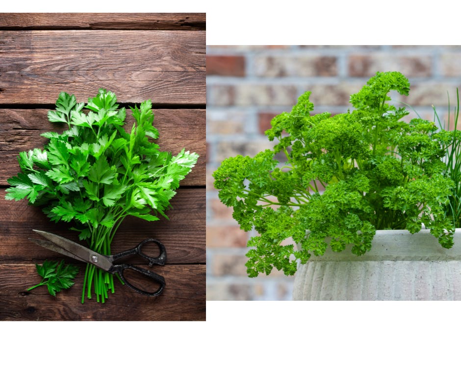 Parsley leaves on a cutting board and growing in a pot