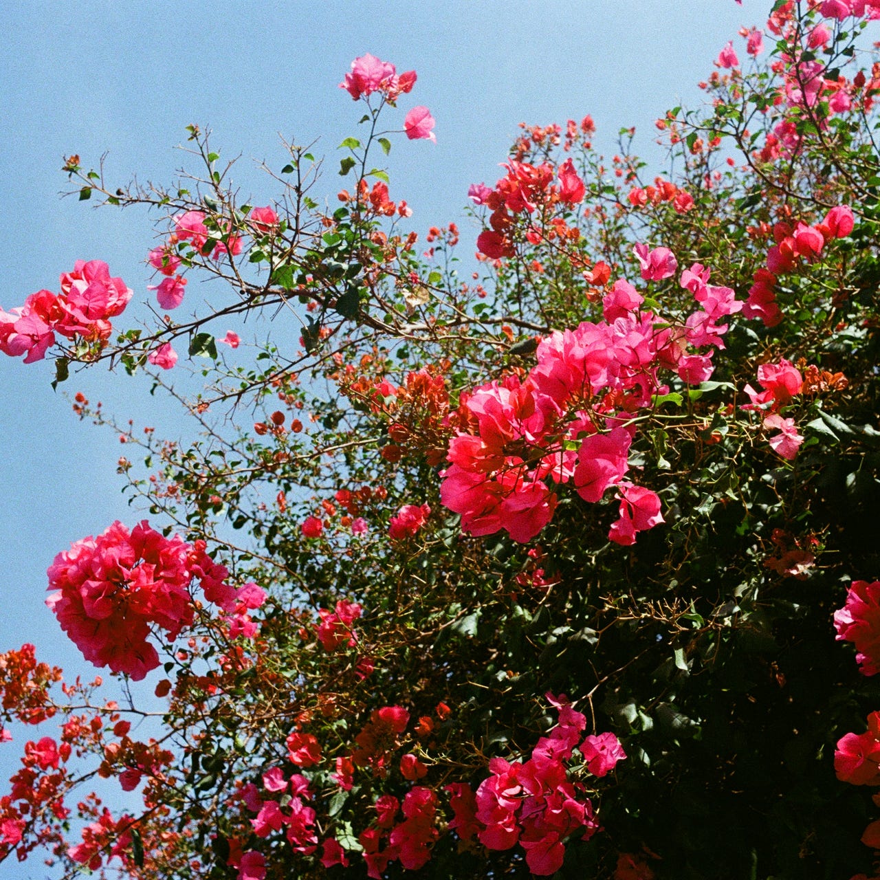 all the little flowers