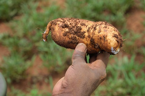 Sweet Potato Value Chain