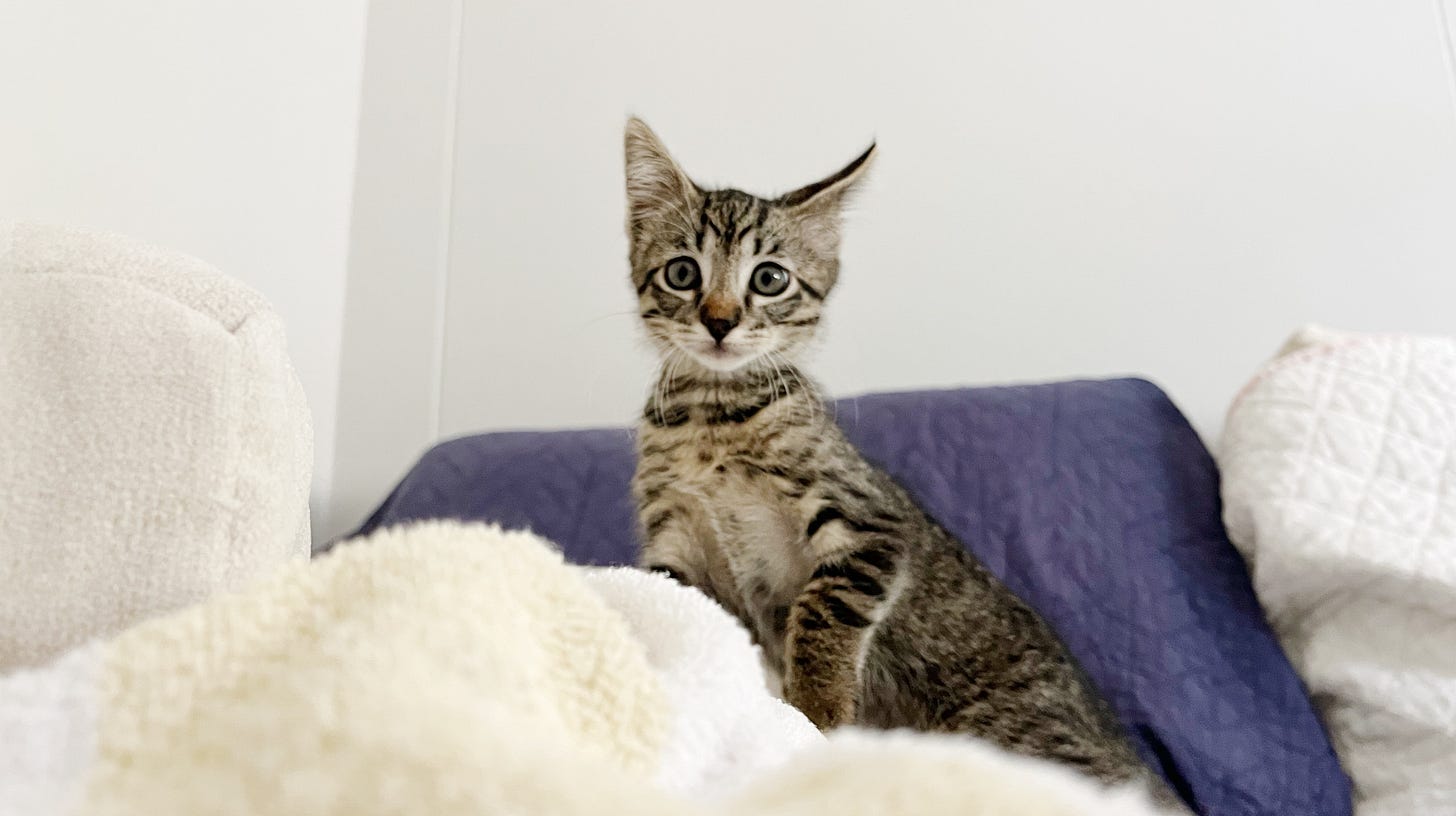 A gray tabby kitten standing on a sofa