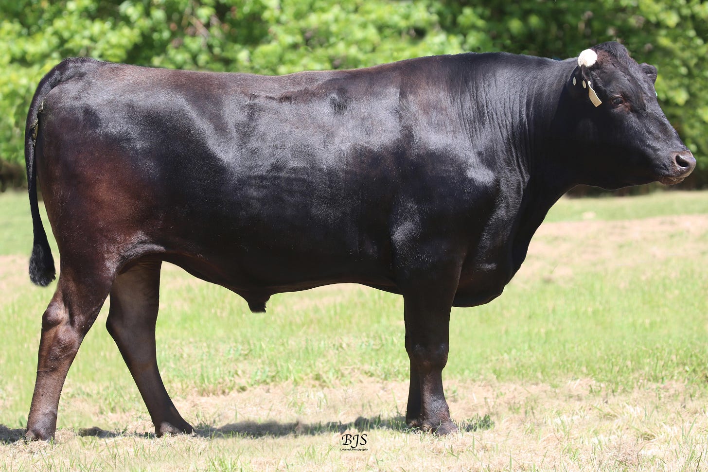 Why has the World Gone Wild for Wagyu? - ABS Global USA