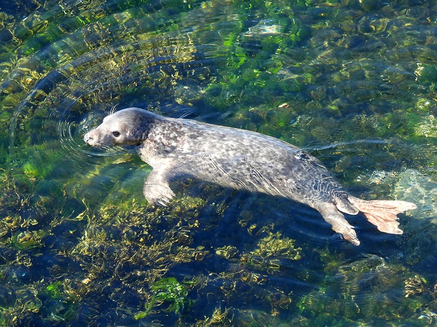Seal at Halfway Rock