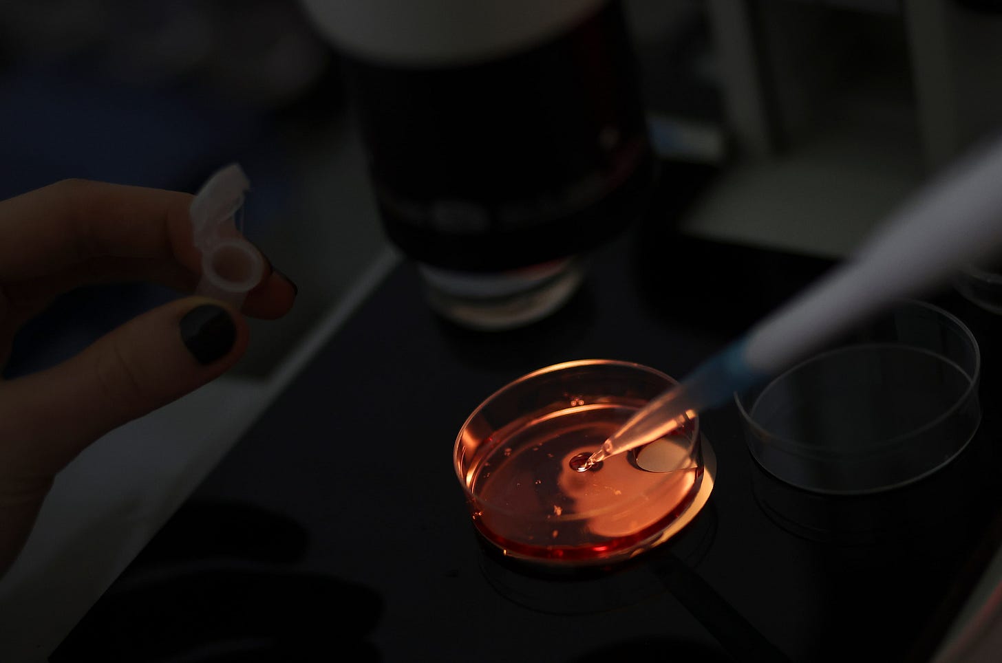 World's first gene-edited horses are shaking up the genteel sport of polo