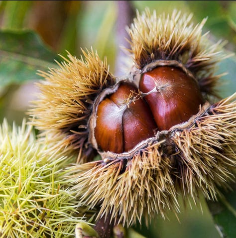 chinese chestnut tree and nuts
