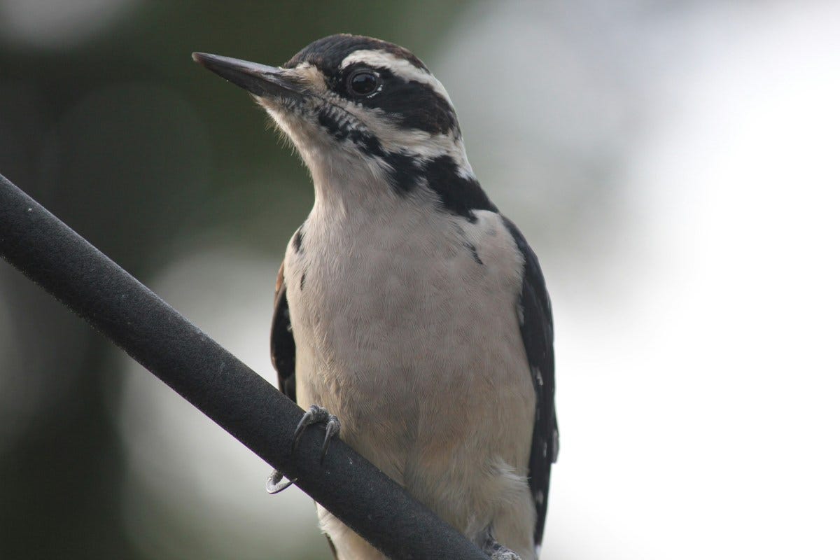 Hairy woodpecker