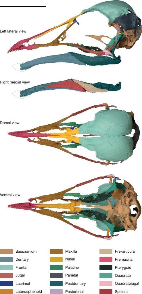 Three-dimensional cranial reconstruction of N. hestiae Three-dimensional cranial reconstruction of N. hestiae