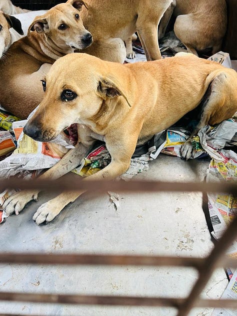 Photos of cute cats and a dog being taken for their spay/neuter and vaccination.